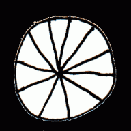 Logo Pavillon Cayla