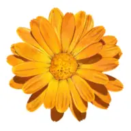 Logo Drogerie Amhof AG
