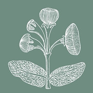 Logo L'artisan fleuriste