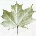 Logo Ambiente di fiori