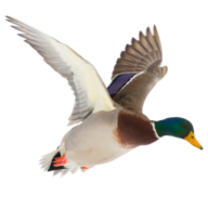 Logo Le Colvert