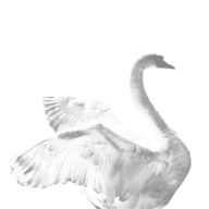 Logo Brasserie Schwanen