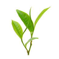 Logo Le Comptoir du Thé