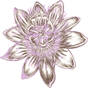 Logo Passion Flowers