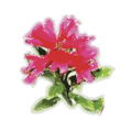 Logo Alpenmarkt