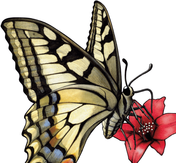 Logo Mariposa