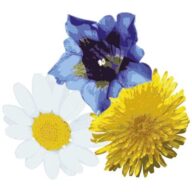 Logo Urnäscher Käse