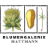Logo Blumengalerie Mattmann