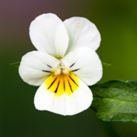 Logo Bergières Fleurs