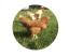 Logo Ferme Jaggi