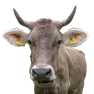Logo Alpschaukäserei Schwägalp