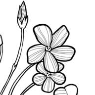 Logo Oxalis