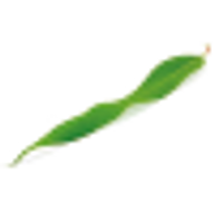 Logo L'Eucalyptus