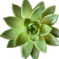 Logo Blumen Echéveria
