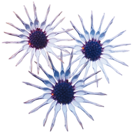 Logo Blumen Werkstatt Vera